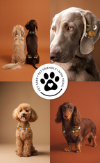 Spooky Speckles Pet Patches
